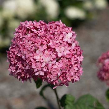 Hydrangea arborescens American Lace™ '' (277475)