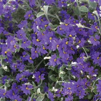 Dampiera altissima 'Purple Oz™' (277476)