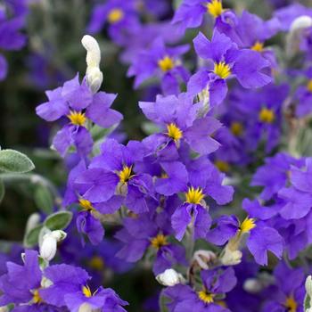 Dampiera altissima 'Purple Oz™' (277477)