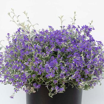 Dampiera altissima 'Purple Oz™' (277478)