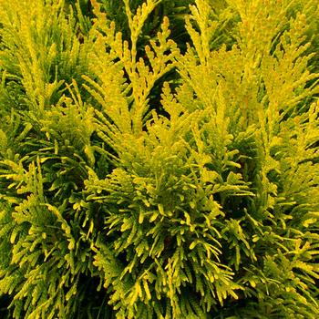 Thuja plicata 'Forever Goldy™' (277479)