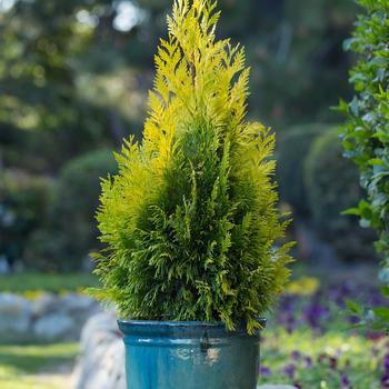 Thuja plicata 'Forever Goldy™' (277481)