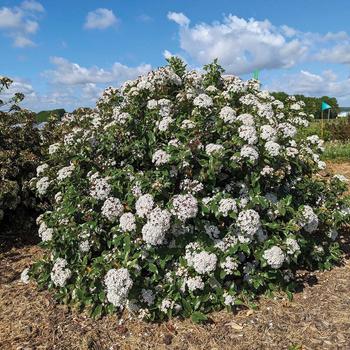 Viburnum x burkwoodii 'Vibfryhyb' PPTBS