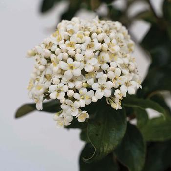 Viburnum x burkwoodii 'Snowy River™' (277485)