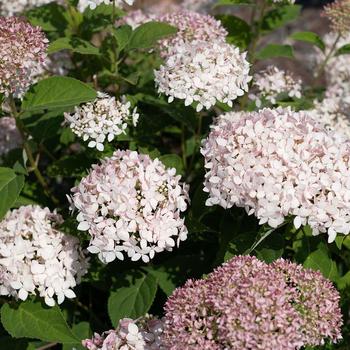 Hydrangea arborescens 'Dranbor3269' 