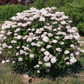 Hydrangea arborescens American Lace™ '' (277487)