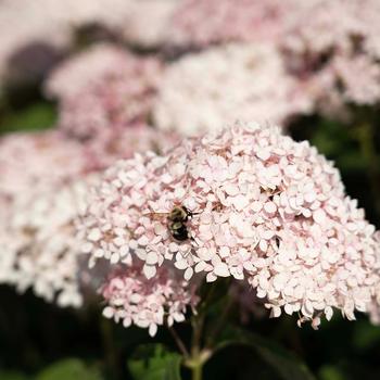 Hydrangea arborescens American Lace™ '' (277488)