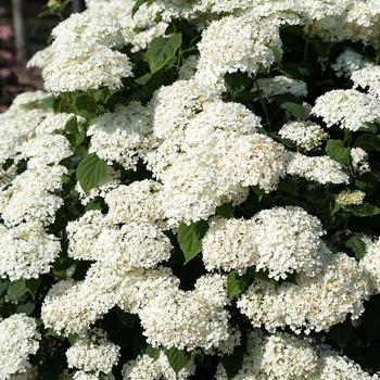 Hydrangea arborescens