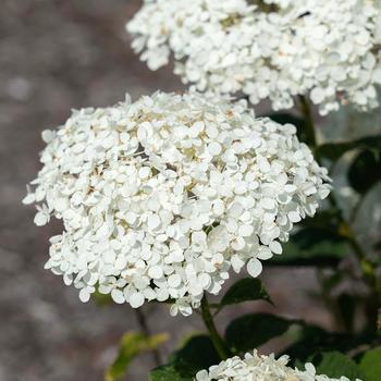 Hydrangea arborescens American Lace™ '' (277490)