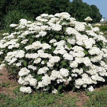 Hydrangea arborescens American Lace™ '' (277491)