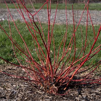 Cornus sericea 'Winter Spark™' (277492)