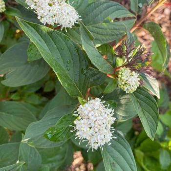 Cornus sericea 'Zelroc3423' PPAF