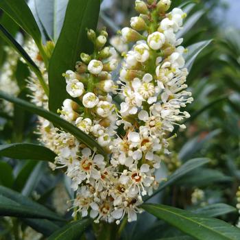 Prunus laurocerasus 'Gajo' PP19334