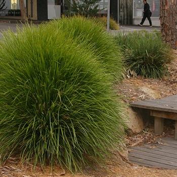 Lomandra confertifolia ssp. rubiginosa Leading® 'Lime Tuff™' (277500)