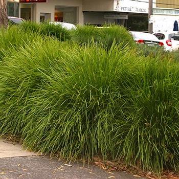 Lomandra confertifolia ssp. rubiginosa 'Lomlon' PP23034