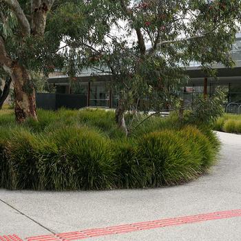 Lomandra confertifolia ssp. rubiginosa Leading® 'Lime Tuff™' (277502)