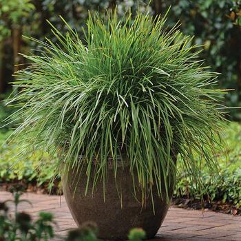 Lomandra confertifolia ssp. rubiginosa Leading® 'Lime Tuff™' (277503)