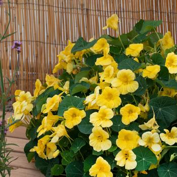 Tropaeolum minus 'Baby Yellow' 