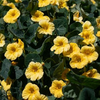 Tropaeolum minus 'Baby Yellow' (277505)