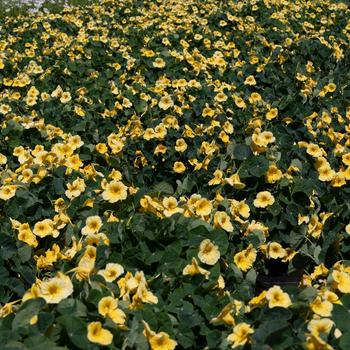 Tropaeolum minus 'Baby Yellow' (277507)