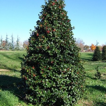 Ilex opaca 'Satyr Hill' 