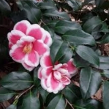 Camellia japonica 'Sadaharu Oh' 