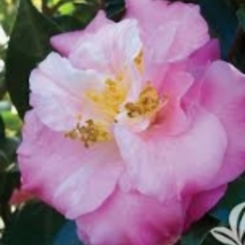 Camellia japonica 'Junior Miss' 