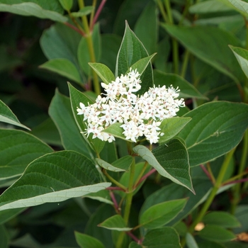 Cornus sericea 'Isanti' 