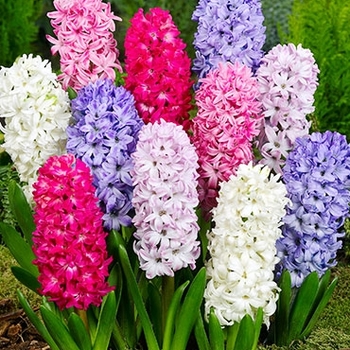 Hyacinthus orientalis 'Multiple Varieties' 