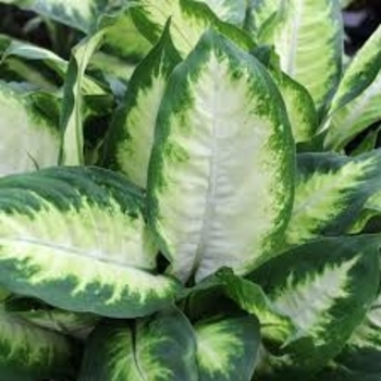 Dieffenbachia 