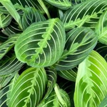 Calathea 