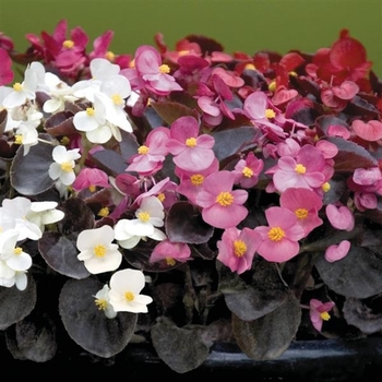 Begonia 'Series' 