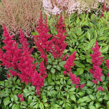 Astilbe chinensis 'Visions Volcano' 