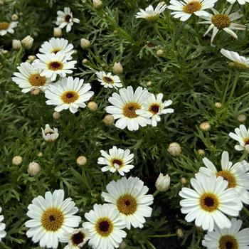 Argyranthemum 