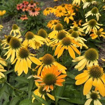 Echinacea 'Ombre Yellow' 