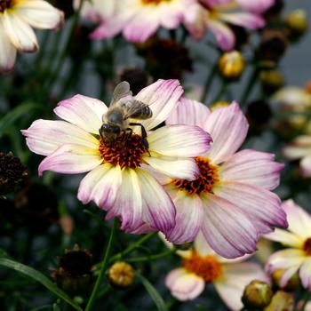 Coreopsis Nova™ 'Jewel' (277540)