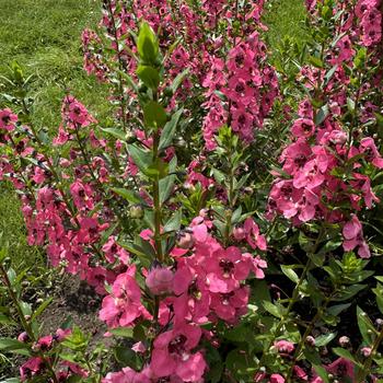 Angelonia Angelface® 'Perfectly Pink' (277541)