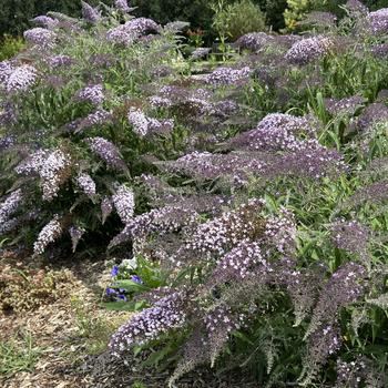 Buddleia 'Grand Cascade' PP30868