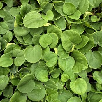 Peperomia albovittata 'Rana Verde' 