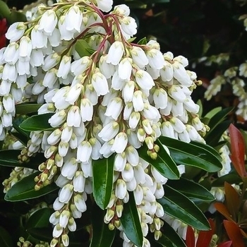 Pieris japonica 'Temple Bells' 