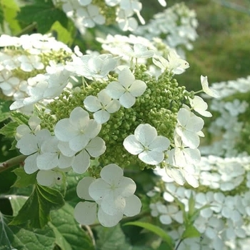 Hydrangea quercifolia 'Pee Wee' 