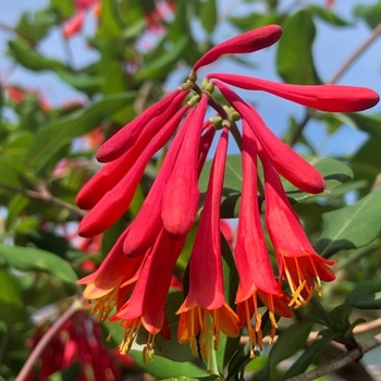 Lonicera sempervirens 'Alabama Crimson' 