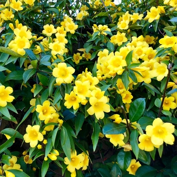 Gelsemium sempervirens 'Pride Of Augusta' 