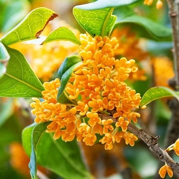 Osmanthus fragrans var aurantiacus 'Apricot Echo' 