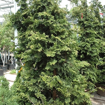 Chamaecyparis obtusa 'Wells Special' 