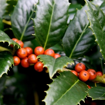 Ilex 'Mary Nell' 