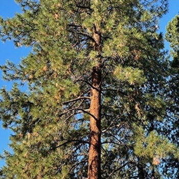 Pinus ponderosa