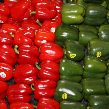 Capsicum annuum 'Great Stuff' 