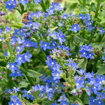 Anchusa capensis 'Blue Angel' 