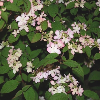 Viburnum plicatum f. tomentosum 'Pink Beauty' 